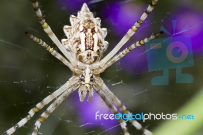 Argiope Lobata Stock Photo