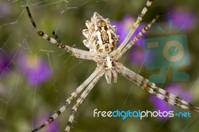 Argiope Lobata Stock Photo