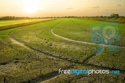 arid rice field Stock Photo