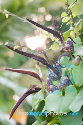 Aristolochia Ringens Vahl Stock Photo