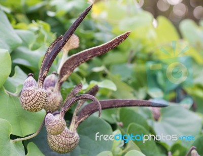 Aristolochia Ringens Vahl Stock Photo