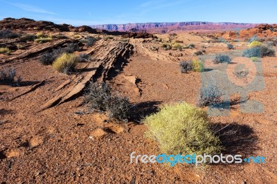 Arizona Deser Stock Photo