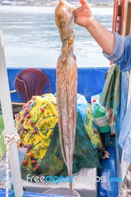 Arm Showing Hanging Octopus On Fishing Boat Stock Photo