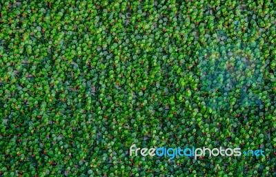 Artificial Green Grass Stock Photo