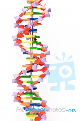 Artificial Human Dna Model Stock Photo