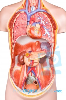 Artificial Human Torso Model With Organs Stock Photo