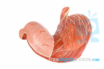 Artificial Model Of Digestive Stomach Stock Photo