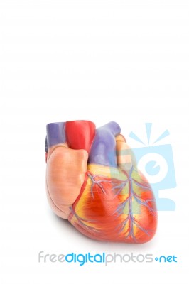 Artificial Model Of Human Heart On White Stock Photo