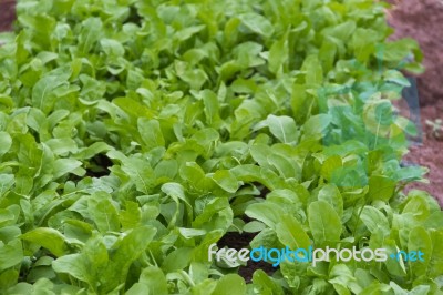 Arugula Plantation In Greenhouse Organic Garden Stock Photo