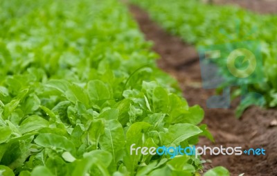 Arugula Plantation In Greenhouse Organic Garden Stock Photo