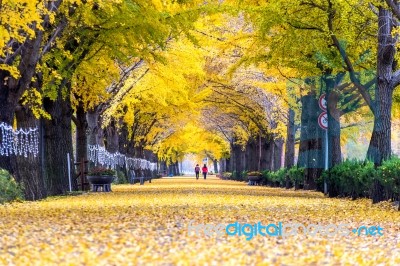 Asan,korea - November 9: Row Of Yellow Ginkgo Trees And Tourists In Asan,south Korea During Autumn Season On November 9, 2015 Stock Photo