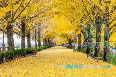 Asan,korea - November 9: Row Of Yellow Ginkgo Trees And Tourists In Asan,south Korea During Autumn Season On November 9, 2015 Stock Photo