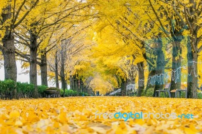 Asan,korea - November 9: Row Of Yellow Ginkgo Trees And Tourists In Asan,south Korea During Autumn Season On November 9, 2015 Stock Photo