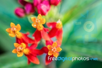 Asclepias Curassavica Flower Stock Photo