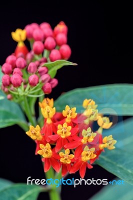 Asclepias Curassavica Flower Stock Photo