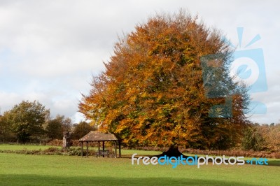 Ashdown Forest, Sussex/uk - October 29 : Beech Tree In The Groud… Stock Photo