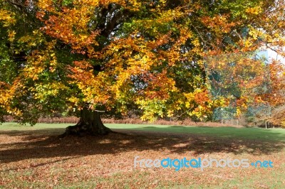 Ashdown Forest, Sussex/uk - October 29 : Beech Tree In The Groud… Stock Photo