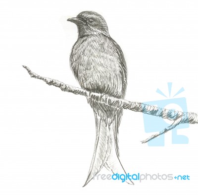 Ashy Drongo Bird Drawing Stock Image