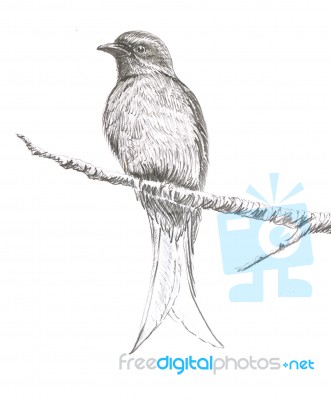 Ashy Drongo Bird Drawing Stock Image