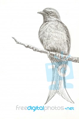 Ashy Drongo Bird Drawing Stock Image