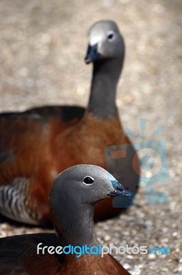 Ashy Headed Goose Stock Photo