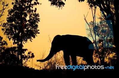 Asia Elephant In The Forest Stock Photo