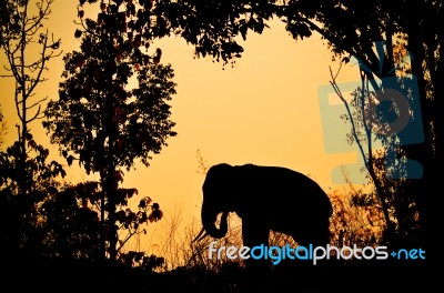 Asia Elephant In The Forest Stock Photo