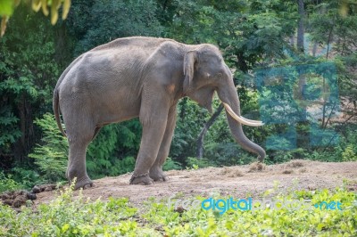 Asia Elephent Tether With Chain Stock Photo