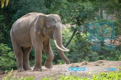 Asia Elephent Tether With Chain Stock Photo