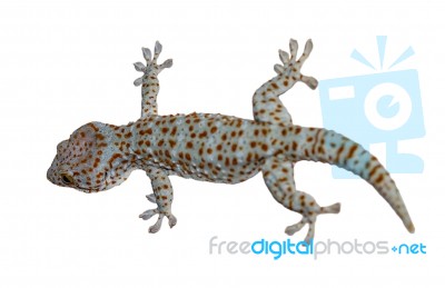 Asia Gecko Stock Photo