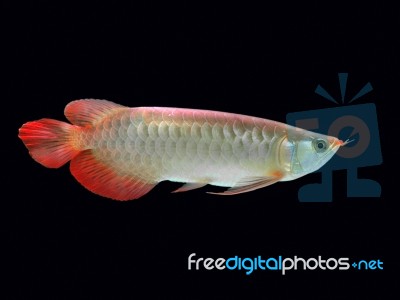 Asian Arowana Fish  Stock Photo