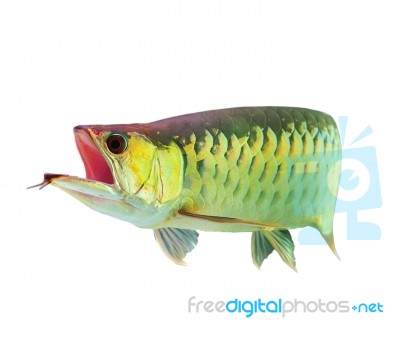 Asian Arowana Fish Stock Photo