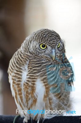 Asian Barred Owlet Stock Photo