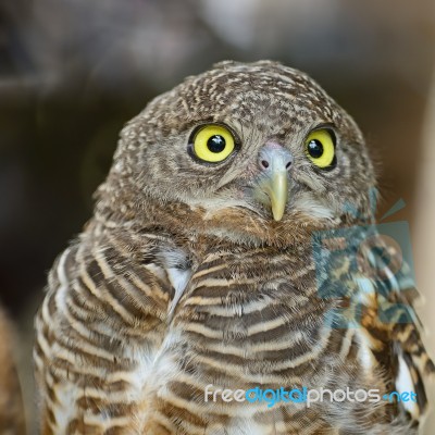 Asian Barred Owlet Stock Photo