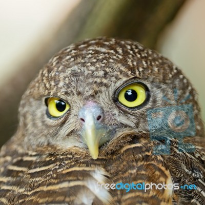 Asian Barred Owlet Stock Photo