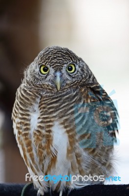 Asian Barred Owlet Stock Photo