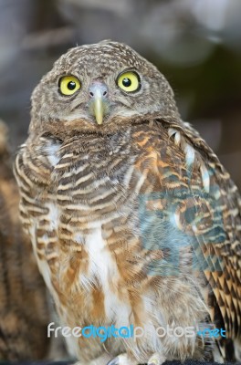 Asian Barred Owlet Stock Photo