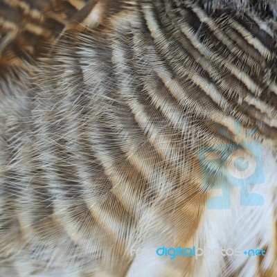 Asian Barred Owlet Feathers Stock Photo