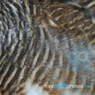 Asian Barred Owlet Feathers Stock Photo