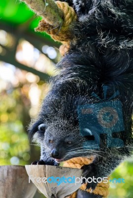 Asian Bearcat - Arctictis Binturong Stock Photo