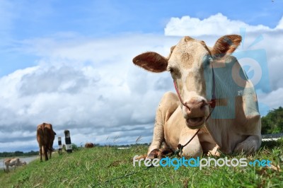 Asian Cow Stock Photo