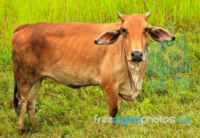 Asian Cow In Field Stock Photo