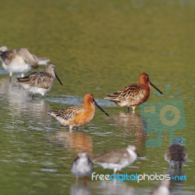 Asian Dowitcher Stock Photo