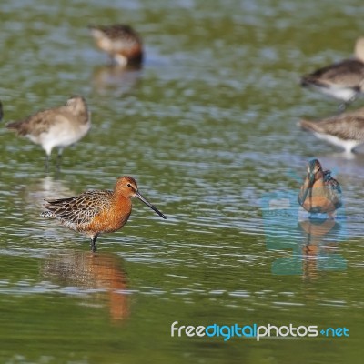 Asian Dowitcher Stock Photo