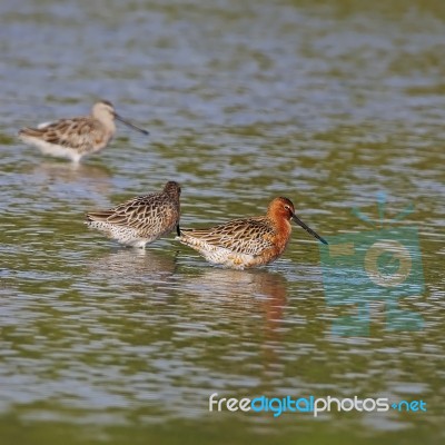 Asian Dowitcher Stock Photo