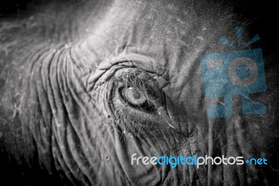 Asian Elephent In Thailand Stock Photo