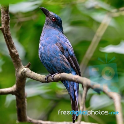 Asian Fairy Bluebird Stock Photo