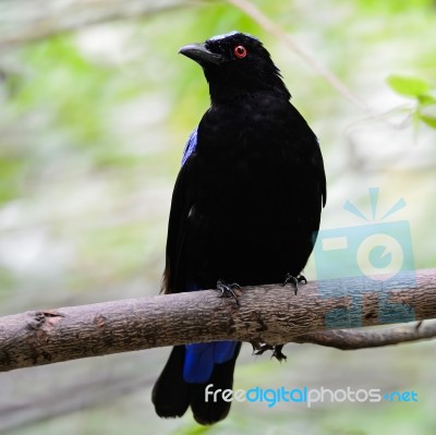 Asian Fairy Bluebird Stock Photo