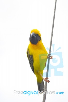 Asian Golden Weaver Bird Stock Photo