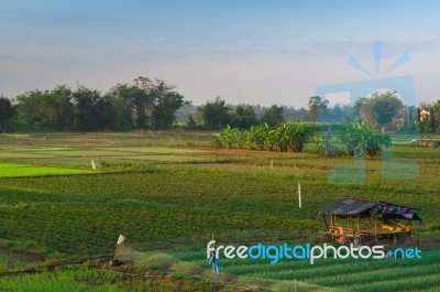 Asian Green Rural Field In Thailand Stock Photo